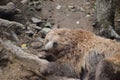 Brown bear basking in suni