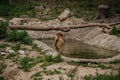 The brown bear bathes in the lake. Bear bathes in the pond Royalty Free Stock Photo