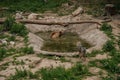 The brown bear bathes in the lake. Bear bathes in the pond Royalty Free Stock Photo