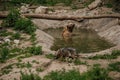 The brown bear bathes in the lake. Bear bathes in the pond Royalty Free Stock Photo