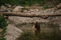 The brown bear bathes in the lake. Bear bathes in the pond Royalty Free Stock Photo