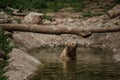 The brown bear bathes in the lake. Bear bathes in the pond Royalty Free Stock Photo