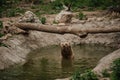 The brown bear bathes in the lake. Bear bathes in the pond Royalty Free Stock Photo