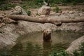 The brown bear bathes in the lake. Bear bathes in the pond Royalty Free Stock Photo
