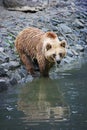 Brown bear bathing