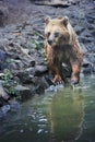 Brown bear bathing