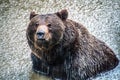 Brown bear bathing in a lake while raining Royalty Free Stock Photo