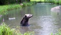 Brown bear bathing in the lake Royalty Free Stock Photo