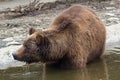 Brown bear bathing in the pond Royalty Free Stock Photo