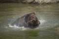 Brown bear bathing Royalty Free Stock Photo