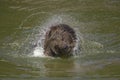 Brown bear bathing Royalty Free Stock Photo