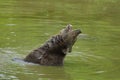 Brown bear bathing Royalty Free Stock Photo