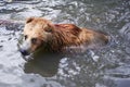 Brown bear bathing Royalty Free Stock Photo