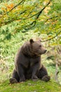 Brown Bear in the Bavarian forest.