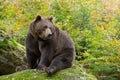 Brown Bear in the Bavarian forest.
