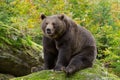 Brown Bear in the Bavarian forest.