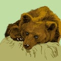 Brown bear. Bear head. Wild bear. Brown bear head.