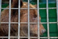 Brown bear behind bars in a zoo cage