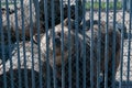 Brown bear behind bars at the zoo