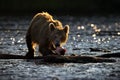 Brown bear biting a fish standing on wooden logs in a river with a blurred background