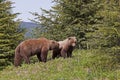 Brown Bear boar and sow