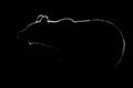 Brown bear body contour isolated in black background.