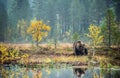 A brown bear in the fog on the bog. Adult Big Brown Bear Male. Scientific name: Ursus arctos. Royalty Free Stock Photo