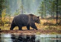 A brown bear in the fog on the bog. Adult Big Brown Bear Male. Scientific name: Ursus arctos. Royalty Free Stock Photo