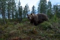 Brown bear in a bog, forest in background Royalty Free Stock Photo