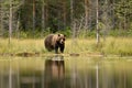 Brown bear in bog landscape Royalty Free Stock Photo