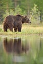 Brown bear in a bog with water reflection Royalty Free Stock Photo