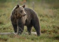 Brown bear Royalty Free Stock Photo