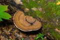 brown bear bread mushroom with white borders and green moss in the forest - Ganoderma applanatum Royalty Free Stock Photo