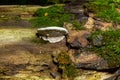 brown bear bread mushroom with white borders and green moss in the forest - Ganoderma applanatum Royalty Free Stock Photo