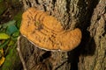 brown bear bread mushroom with white borders and green moss in the forest - Ganoderma applanatum Royalty Free Stock Photo