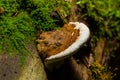 brown bear bread mushroom with white borders and green moss in the forest - Ganoderma applanatum Royalty Free Stock Photo