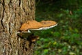 brown bear bread mushroom with white borders and green moss in the forest - Ganoderma applanatum Royalty Free Stock Photo