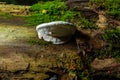 brown bear bread mushroom with white borders and green moss in the forest - Ganoderma applanatum Royalty Free Stock Photo