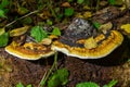 brown bear bread mushroom with white borders and green moss in the forest - Ganoderma applanatum Royalty Free Stock Photo