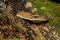 brown bear bread mushroom with white borders and green moss in the forest - Ganoderma applanatum Royalty Free Stock Photo