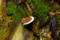 brown bear bread mushroom with white borders and green moss in the forest - Ganoderma applanatum Royalty Free Stock Photo
