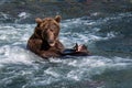 Brown bear in the Brooks River, eating a fresh caught salmon, Katmai National Park, Alaska, USA