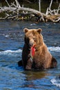 Brown bear in the Brooks River, with fresh caught salmon in mouth, Katmai National Park, Alaska, USA Royalty Free Stock Photo