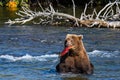 Brown bear in the Brooks River, with fresh caught salmon in mouth, Katmai National Park, Alaska, USA Royalty Free Stock Photo