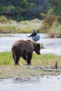 Brown Bear with fly fisherman Royalty Free Stock Photo