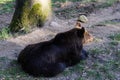 A Brown bear Royalty Free Stock Photo