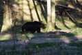 A Brown bear Royalty Free Stock Photo