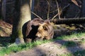 A Brown bear Royalty Free Stock Photo