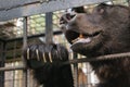 Brown bear in cage Royalty Free Stock Photo