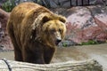 The brown bear came out of the cave Royalty Free Stock Photo